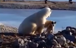 Медведь явно испытывает к псу самые нежные чувства