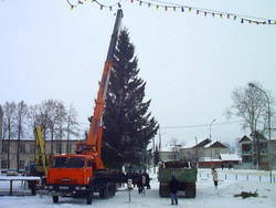 Установка елки в Ярково, которая была тайно срублена во дворе пенсионерки