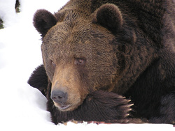 Медведь пытался убежать от вахтовиков, но его настигли на "Уралах"