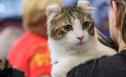 Кот из Челябинска признан самым редким и необычным