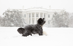 В семье Обамы две португальские водяные собаки