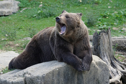 "Русского медведя", по мнению опрошенных, другие страны боятся