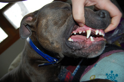 Открытая лицензия от 25.08.2015. Зубы , собака, зубы, укус, клыки