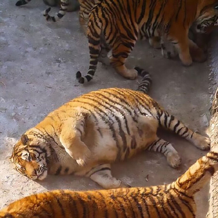 Тигры еле передвигаются по территории зоопарка