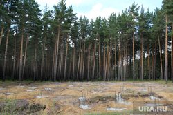 Вырубка леса КГСХА Курганская область, фундамент, место под застройку, сосновый бор