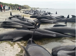 Не менее 300 китов спасти не удалось