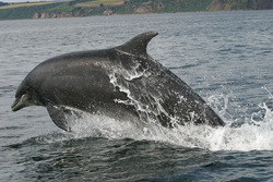 За два дня на берегах Новой Зеландии погибло несколько сот дельфинов