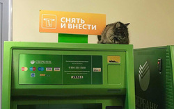 За порядком в банке следит кот