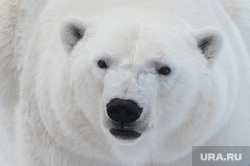 Челябинский зоопарк. Животные.Челябинск., арктика, хищник, животное, белый медведь, зверь, млекопитающее