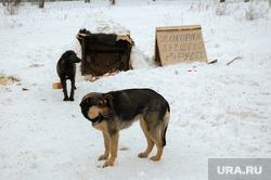 Зима. Бездомные собаки. Дворняги. Челябинск, собаки, зима, дворняги