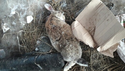 В Пермском крае кто-то прокусывает кроликам головы