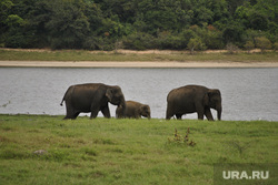 Шри-Ланка, слон