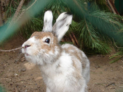 Пять зайцев из Пермского зоопарка призваны спасти популяцию Черняевского леса от вымирания