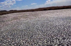 Гладь озера была покрыта тоннами мертвой рыбы