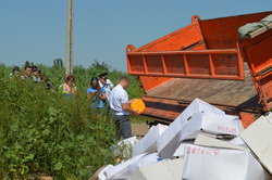 Уничтожение "санкционных" продуктов", сыр, санкционные продукты, уничтожение продуктов, уничтожение еды