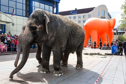 В Тюмени двое слонов гуляли по площади у цирка на радость прохожим всех возрастов