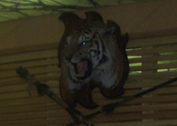 Украденная в Ханты-Мансийске голова тигра, по слухам, теперь украшает кабинет Игоря Артамонова