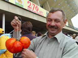 Так выглядят помидоры "Вова Путин" (архивное фото)