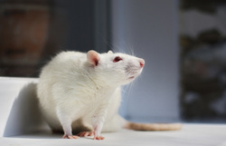 Ученые проверили свое открытие на мышах