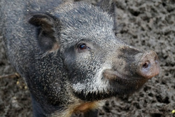 Правительство уверено, что сокращение поголовья диких животных остановит распространение африканской чумы свиней