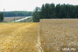 Турция ввела новые ограничения на ввоз пшеницы из России