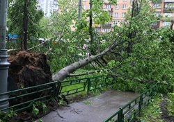 Спасатели не стали предупреждать всех москвичей об урагане по СМС