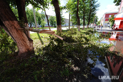 Клипарт. Челябинск., лужа, сломанные деревья, последствия урагана