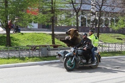 По словам очевидцев, медведь махал лапой прохожим и не хотел пересаживаться в машину