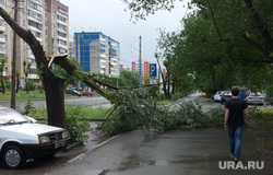 Ураган и ливень в Челябинске, 06.06.2014, сломанное дерево