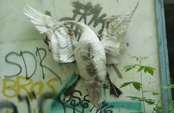 Птица была прибита гвоздями к стене