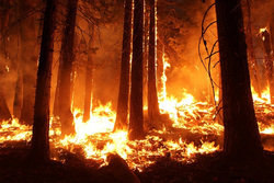16 португальцев сгорели заживо в своих машинах во время лесных пожаров
