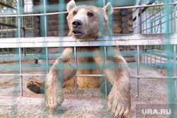 Медведь. Челябинск., зоопарк, медведь поет