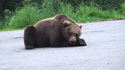 Медведь считает себя хозяином в ХМАО