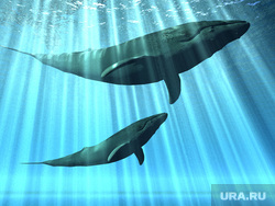 Клипарт depositphotos.com, киты, синий кит