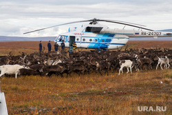 Сибирскую язву инсценировали неизвестные на вертолетах. Ямальцы представили доказательства. ВИДЕО