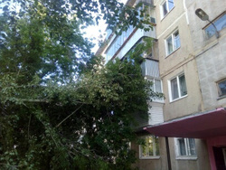 Тополь не выдержал сильного ветра и рухнул на стену пятиэтажки
