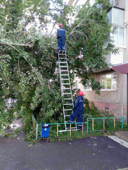 Спасателям пришлось убирать дерево по частям