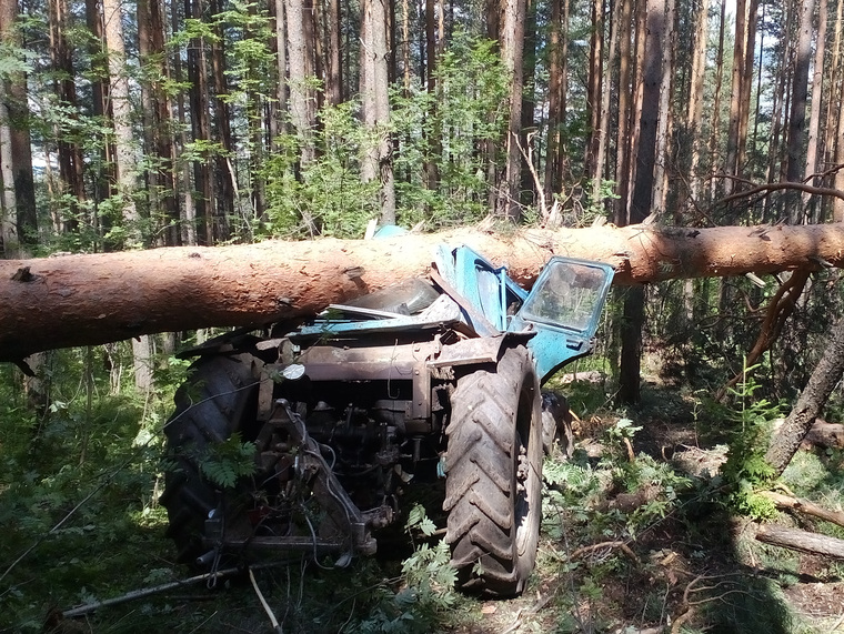 Трактор в лесу фото На Южном Урале дерево расплющило тракториста - фото