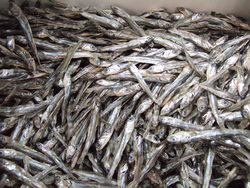 За пять лет добыча анчоуса российскими рыболовами сократилась на 99,9%