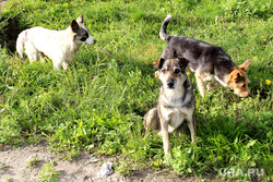 Набережная реки Тобол
Курган, бродячие собаки