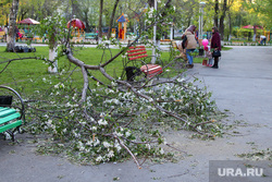 Сломанное дерево в детском парке Курган, сломанное дерево