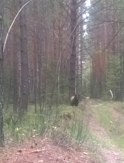 Медведь, якобы разгуливающий возле села Каменка