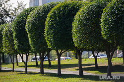 Клипарт. Екатеринбург, аллея, деревья, озеленение города