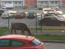 Тюменцы обнаружили корову, которая пасется на газоне в Ленинском районе города