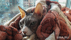 Лысая киска Альбины Челябинск, кошка, холод, кот, отопление, сфинкс