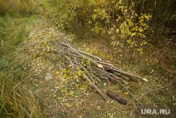Вырубка деревьев в парке "За Cаймой". Сургут, дендрарий, срубленные деревья, дубы