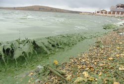 Черноисточинский пруд снова переживает экологическую катастрофу