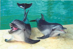 Дельфинарий якобы использовал краснокнижных дельфинов