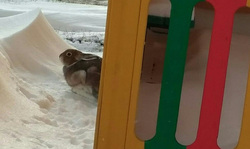 Зайца увидели на площадке нового детского сада в 5-м микрорайоне Заозерного