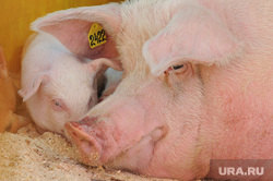 Россия расширила продэмбарго: под запрет попали свиньи